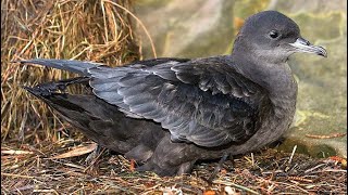 Short tailed shearwater Ardenna tenuirostris sound  call and song [upl. by Lavery]