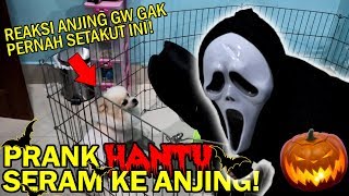 PRANK HANTU SERAM KE ANJING GW OLAF dia Ketakutan [upl. by Nannarb333]