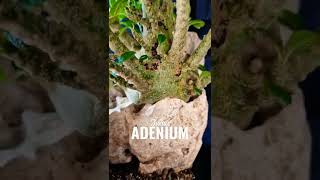 Adenium Socotranum amp Dorstenia Gigas [upl. by Teodoor]