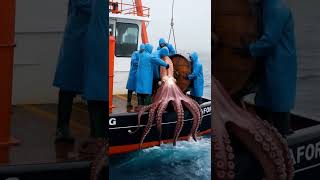 Catching a Giant Octopus Rescue on a Foggy Sea [upl. by Aicilec]