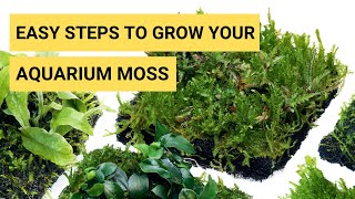 How to Grow Aquarium Moss in your Planted Aquarium  Moss Aquarium  Moss is Brown  Terrarium moss [upl. by Eyahsal]