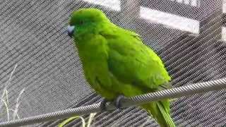 Antipodes Island Parakeet [upl. by Ihcekn]