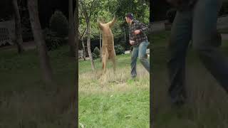 In order to save his pet dog a man beat a kangaroo with two punches making him doubt his life C [upl. by Cirdla22]