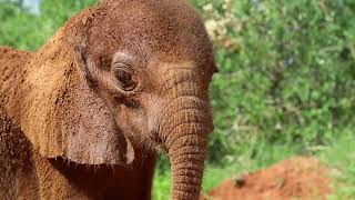 Rescue of Orphaned Elephant Doldol  Sheldrick Trust [upl. by Kaltman]