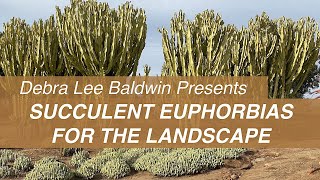 See Big Beautiful Succulent Euphorbias in Gardens amp Landscapes [upl. by Ecraep]