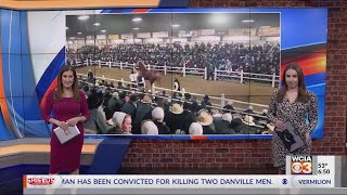 Horse sold for 110000 at Gordyville auction [upl. by Hajed]