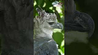 Hook Eagle Skilled Hunter at the Tops of Trees [upl. by Acnalb]