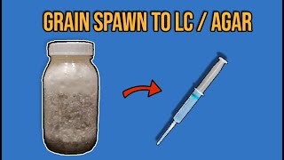 Turning Grain Spawn BACK To Liquid Culture  Agar [upl. by Dorsey]