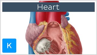 Anatomy of the Heart Ventricles Atria and Functions  Human Anatomy  Kenhub [upl. by Aret]