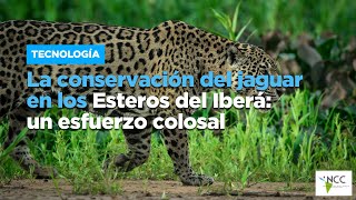 La conservación del jaguar en los Esteros del Iberá un esfuerzo colosal [upl. by Anaillil305]