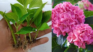 How to grow Hydrangeas  Hydrangea plant cuttings  easy and simple with 100 success result [upl. by Secnarfyram]