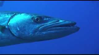 Great Barracuda Sphyraena Barracuda [upl. by Ognimod]