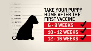 Understanding dog vaccinations  Purina [upl. by Ennaeed2]