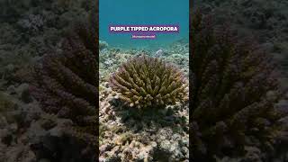 Wild tricolourbonsai purple tipped Acropora coral shorts ocean nature coral aquarium acro [upl. by Darce502]