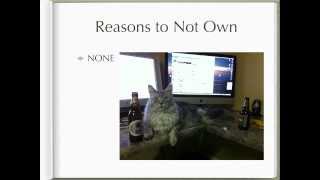 Why Own a Maine Coon Cat [upl. by Iralav]