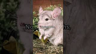 Chinchilla Exotic Pet  Care Tips animal exotic fyp [upl. by Eliza]