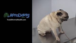 Hear What a Coughing Dog with Bronchitis Sounds Like  Pug [upl. by Batory964]