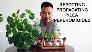 How To Repot amp Propagate  Pilea Peperomioides [upl. by Drofwarc]