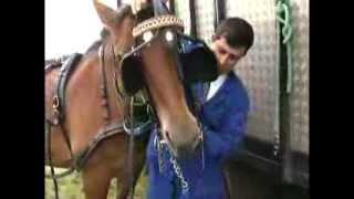 Cheval de trait  Documentaire COMPLET [upl. by Boothman]