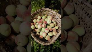 Peach very crispy and fresh  harvesting fresh peach fruit shorts ytshorts satisfying [upl. by Meerak634]