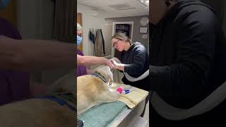 Orogastric Intubation on dog [upl. by Hgierb]