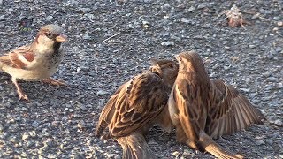 MOINEAU DomestiqueConflit de Femelles  BRUITX [upl. by Ettolrahc]