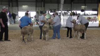 2016  Sept 26th  Corriedale Show [upl. by Yenffit225]