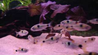 20 Exodon paradoxus vs Dimidiochromis strigatus [upl. by Prisca242]