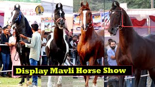 Marwari Horse Stallion Displayed in Mavli Horse Show 2024 [upl. by Jillene]