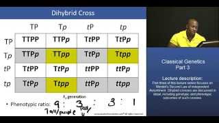 MCAT® Mendelian Genetics – Part 3 Dihybrid Cross worked example [upl. by Ahsiled]