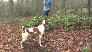 Bird Dogs Afield visits Sarah Conyngham and her Brittany spaniels [upl. by Ime]