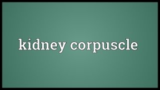 Kidney corpuscle Meaning [upl. by Beatrix]