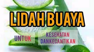 Manfaat Lidah Buaya untuk Kesehatan dan Kecantikan [upl. by Ailil]