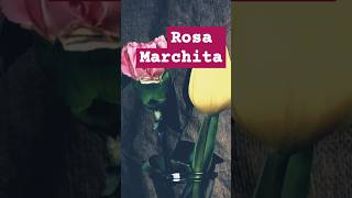 Rosa Marchita shortsfeed shorts musica [upl. by Jen]