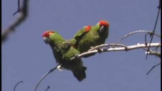 Thickbilled Parrots in Chihuahua Mexico [upl. by Ayojal]