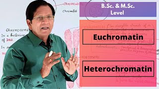 Euchromatin amp Heterochromatin  BSc amp MSc Level [upl. by Alletsirhc646]