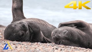 1 Hour Sea Lion Sounds for a Tough Life [upl. by Anselme]