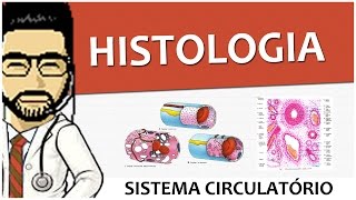 Sistema Circulatório 03  Histologia dos vasos Vídeo Aula [upl. by Darya362]