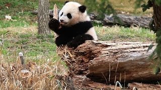 Baby Panda Climbs a Tree for the First Time [upl. by Goddard]