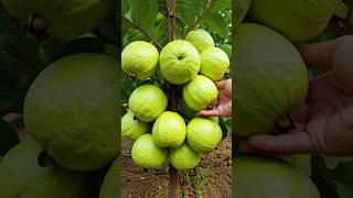 🌿Grow Guava Tree Faster with These Simple Tips guava fruittree [upl. by Adnilim]