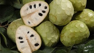 How To Eat Cherimoya  معرفی و آموزش خوردن میوه چریمویا [upl. by Acemahs745]