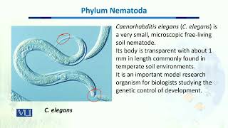 Phylum Nematoda  Biodiversity amp EvolutionII  BT201Topic040 [upl. by Aldercy160]