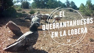 Quebrantahuesos de La Lobera Gypaetus barbatus en finca y alojamientos rurales El Pinar de la Lobera [upl. by Alyar399]