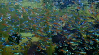 Neon tetra fisf Feeding [upl. by Neelyam252]