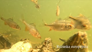 Tarło różanki europejskiej Rhodeus amarus European bitterling spawning [upl. by Jephthah]