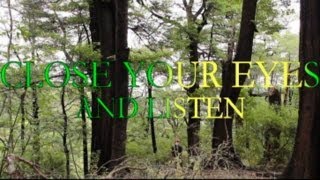 Meditation  Sound Healing With Bird Song From The Forests Of New Zealand [upl. by Curtice463]