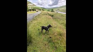 staffie dog puppy staffy dogbreed bluestaffy staffylovers staffordshirebullterrier [upl. by Graybill]