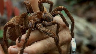 Holding a Wild Goliath Tarantula  Deadly 60  Earth Unplugged [upl. by Nedrah]