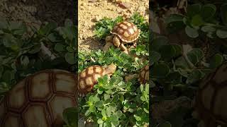 sulcata tortoise fypシ゚viral fyp [upl. by Anatol]