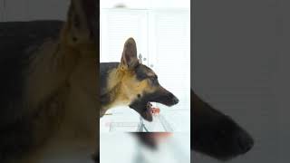 German Shepherd Tries Meat ASMR shorts [upl. by Yelsnya485]